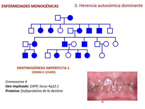 Tema 17  Herencia autosómica 24-25